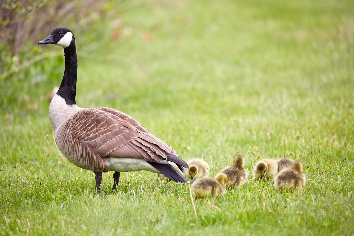 A goose with its goslings on the grass